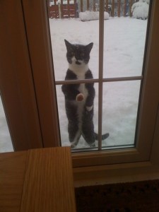 Daisy the cat in the snow