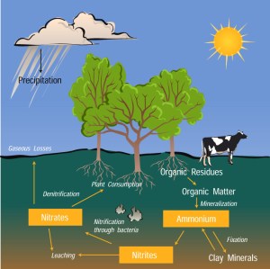 Nitrogen Cycle Nitrogen Cycle