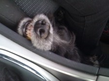 Henry in the car