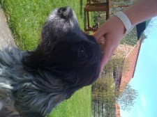Henry the dog