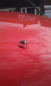 Weird Bug