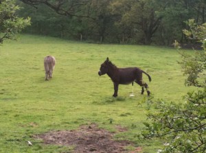 Donkey Donkey
