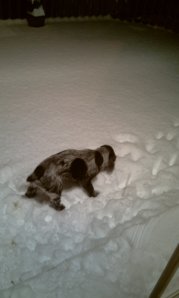 Henry snow