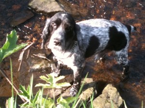 Henry water