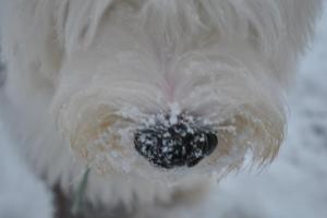 Oli snow nose Oli snow nose